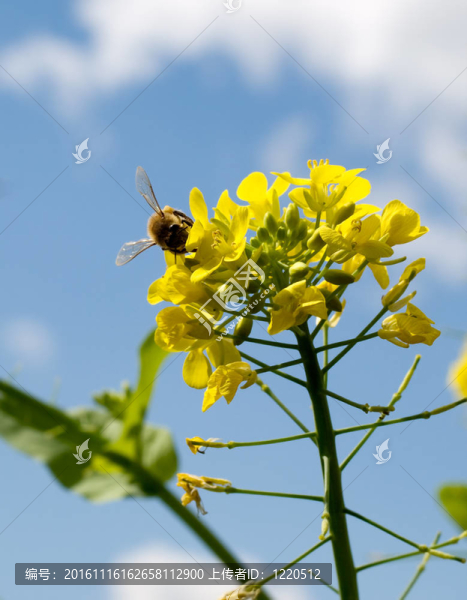 陽光明媚的春天生物多樣性與蜜蜂