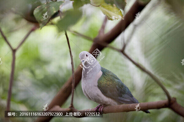 尼科巴鴿子