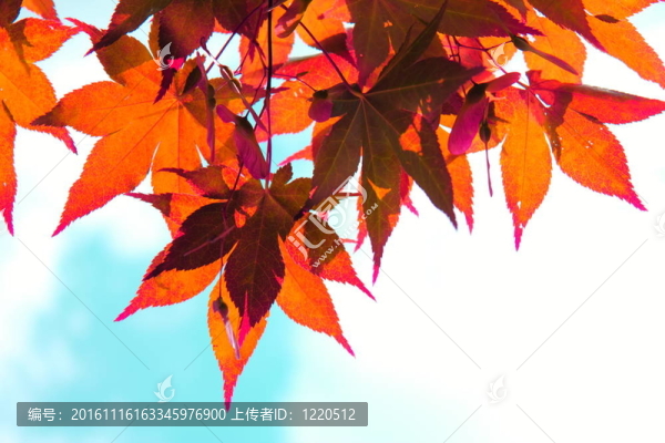 紅色的楓葉