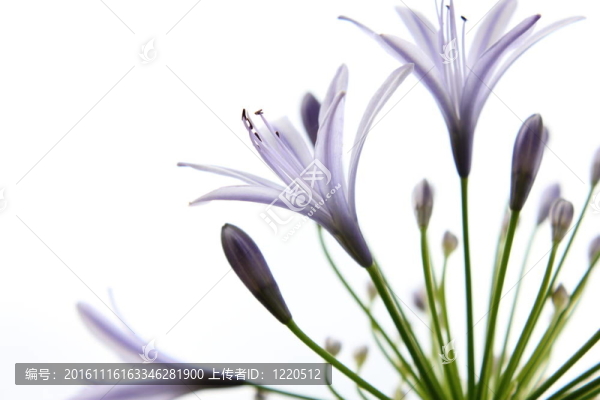 紫色的百合