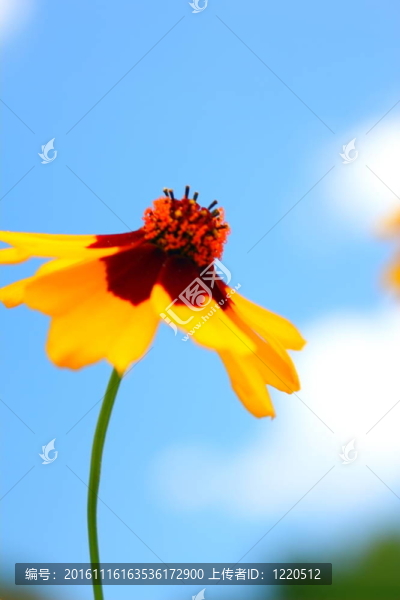 黃色的雛菊