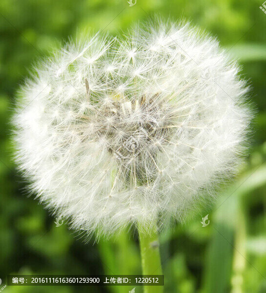 靠近一個(gè)蒲公英絮影-匯圖網(wǎng) www.fosd68.com 靠近一個(gè)蒲公英絮影
