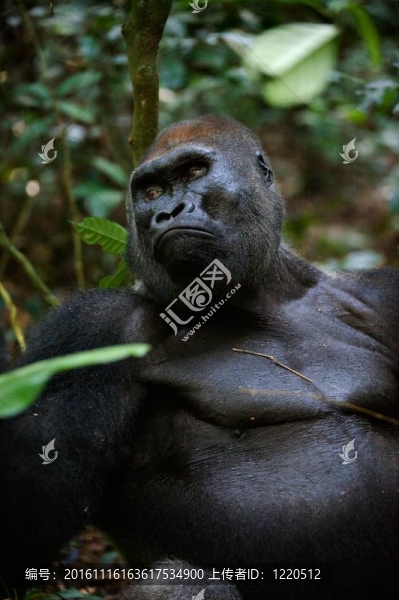 Silverback。