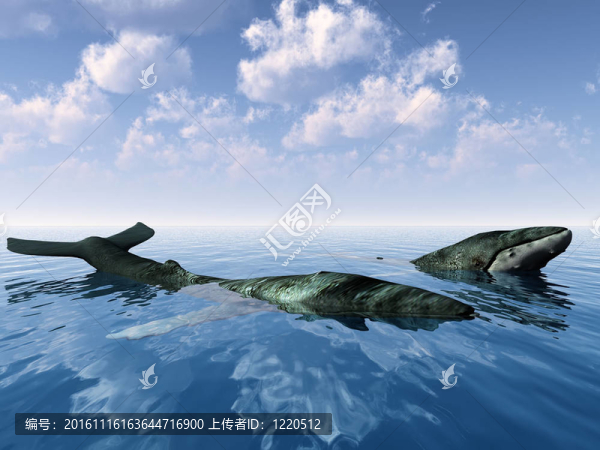 海洋中的鯨魚(yú)