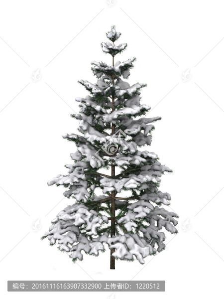 覆蓋在雪中的松樹