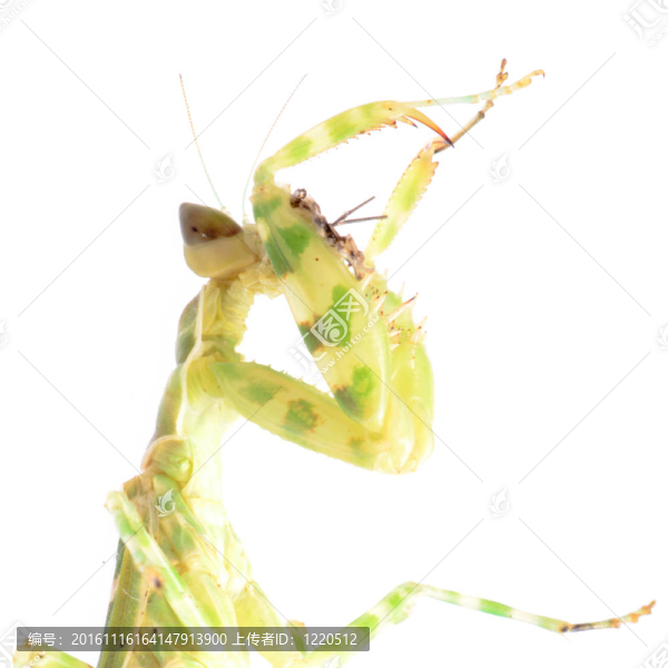 螳螂