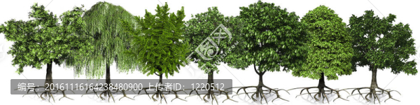 綠色樹木全景