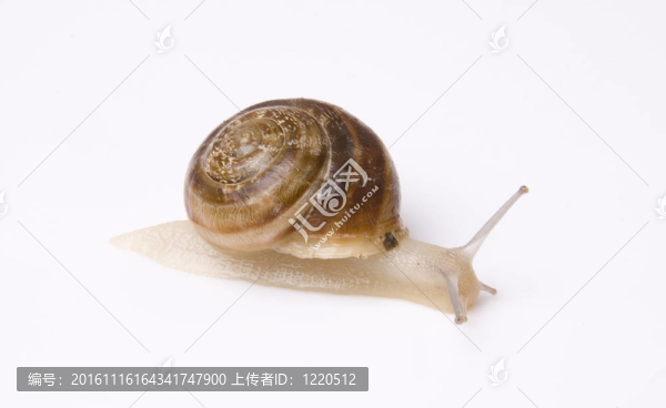 蝸牛