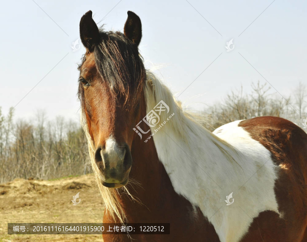 馬