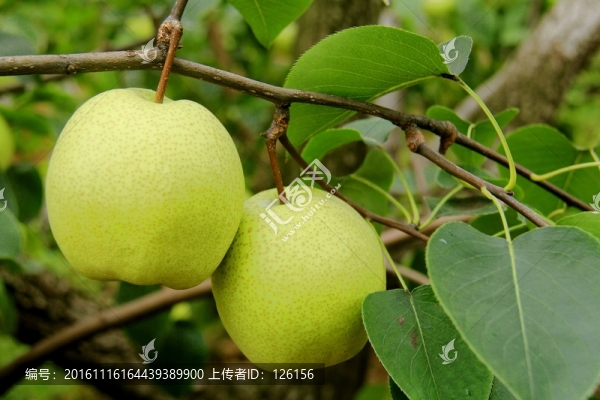 梨