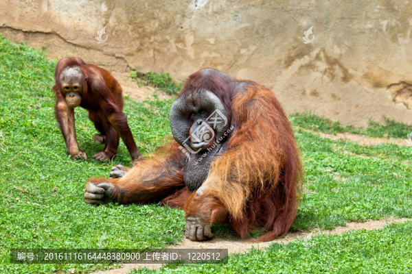 猩猩的Borneo；Pongo,Pygmaeus