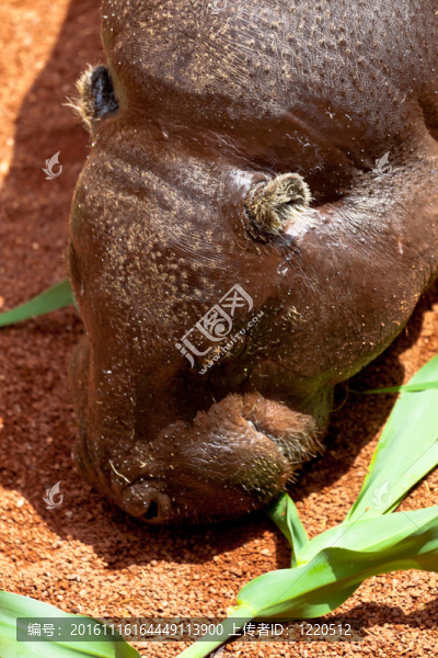 河馬侏儒；Hexaprotodon,liberiensis