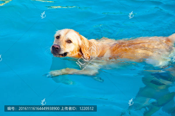 金毛游泳