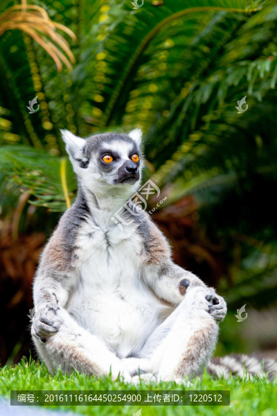 環(huán)尾狐猴；Lemur,catta