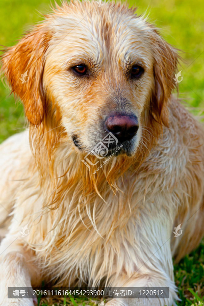 金毛獵犬