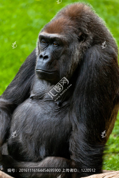 海岸大猩猩；Gorilla,gorilla
