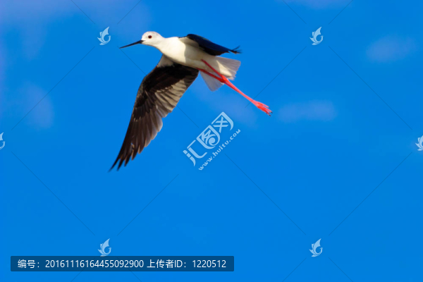 黑翅長(zhǎng)腳鷸
