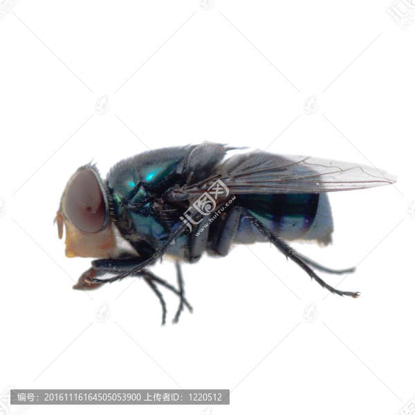綠頭蒼蠅