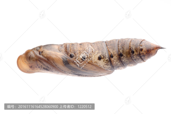 蛾的繭