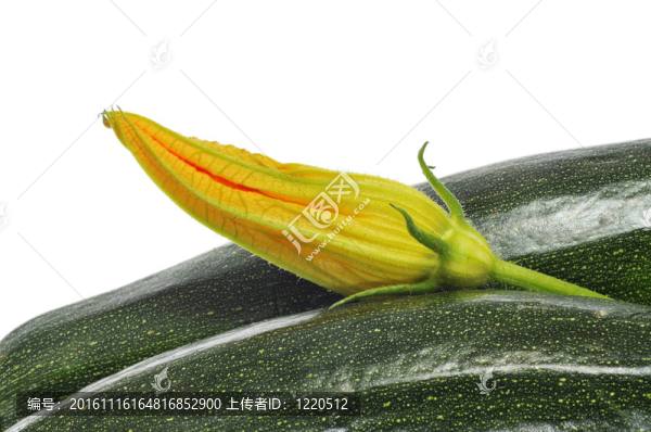 西葫蘆和zucchini,flower