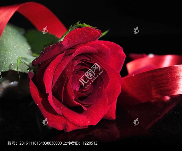 紅玫瑰