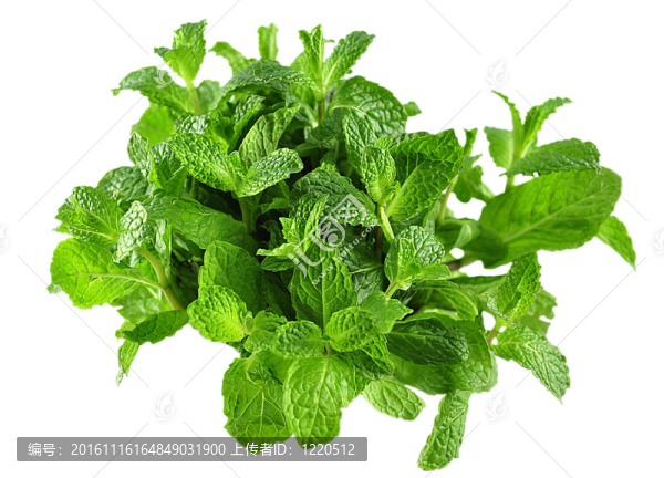 薄荷