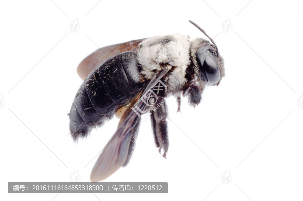 木匠蜂