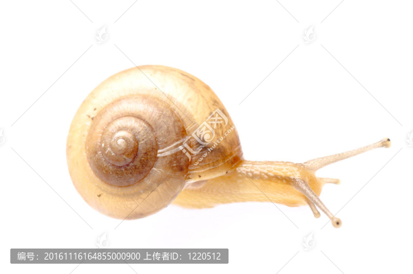 花園里的蝸牛