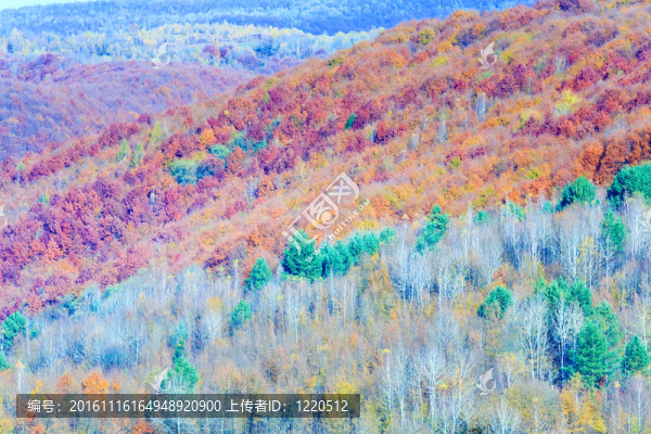 秋天的山林