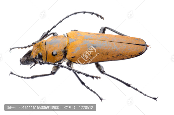 三櫛?？萍紫x
