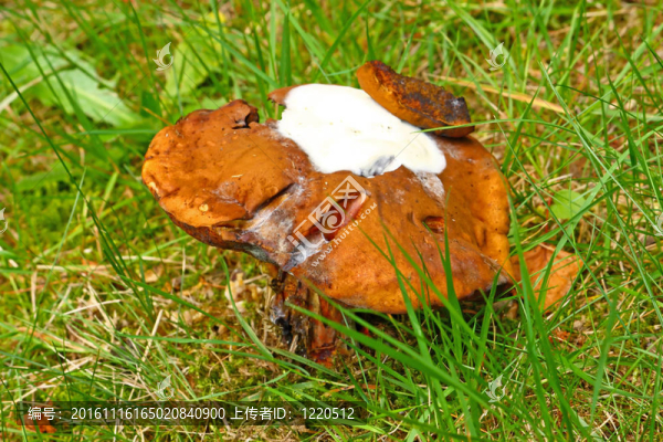 蘑菇牛肝菌