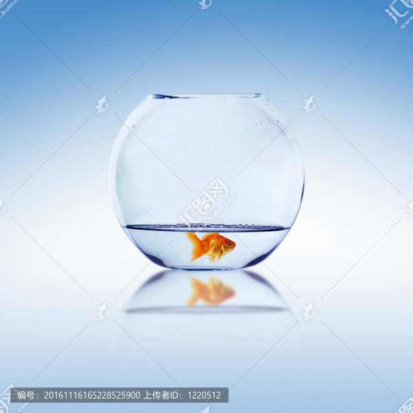 在一個(gè)魚缸里的金魚