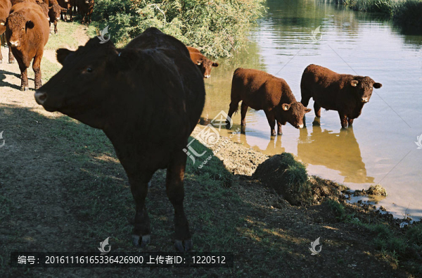 布朗公牛澆水-匯圖網(wǎng) www.fosd68.com 布朗公牛澆水