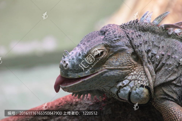 累鬣蜥
