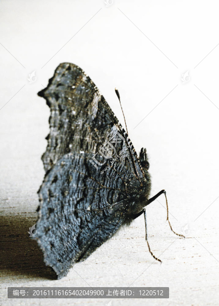 蝴蝶降落