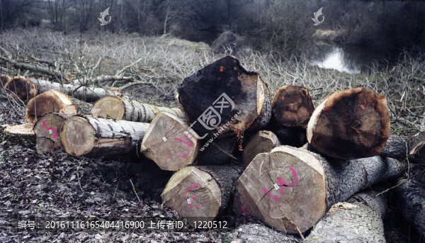 波普勒樹木砍伐