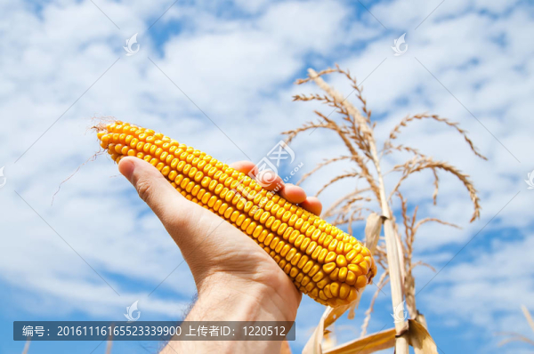 玉米在手