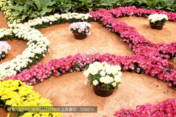 花園里的花
