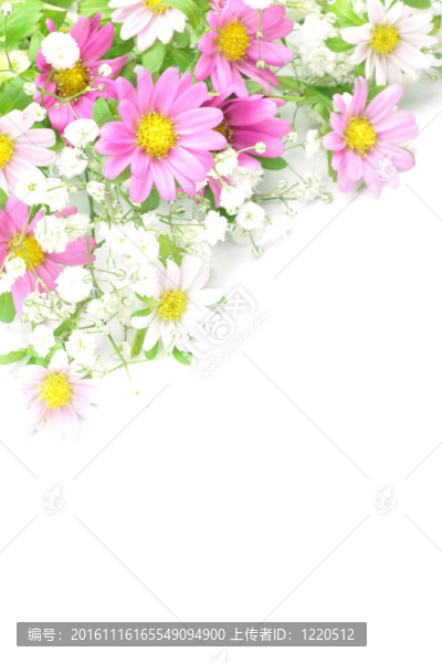 菊花草