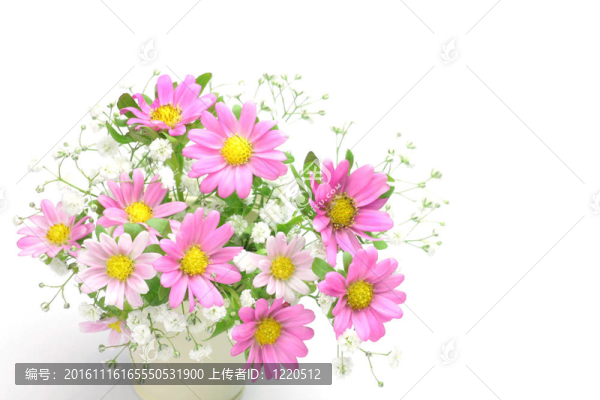菊花草