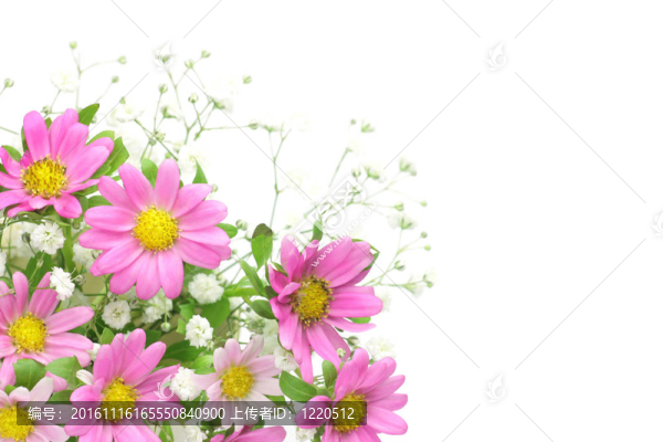 菊花草