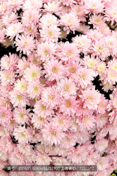 許多美麗的粉紅色的菊花；秋天的花束；特寫