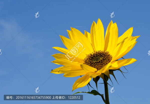長葉向日葵頭。