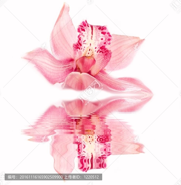 蘭花花