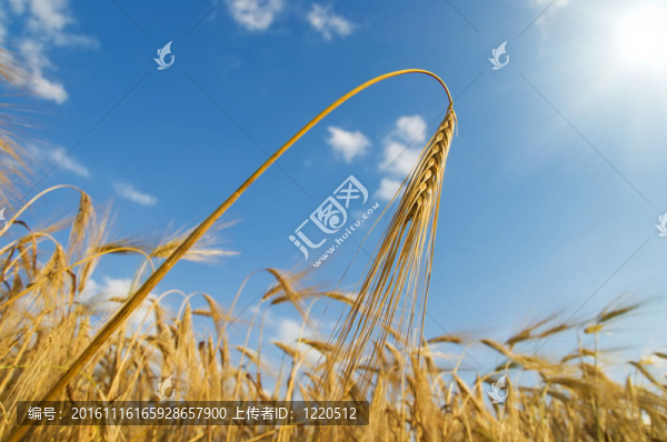 太陽(yáng)的金色耳朵