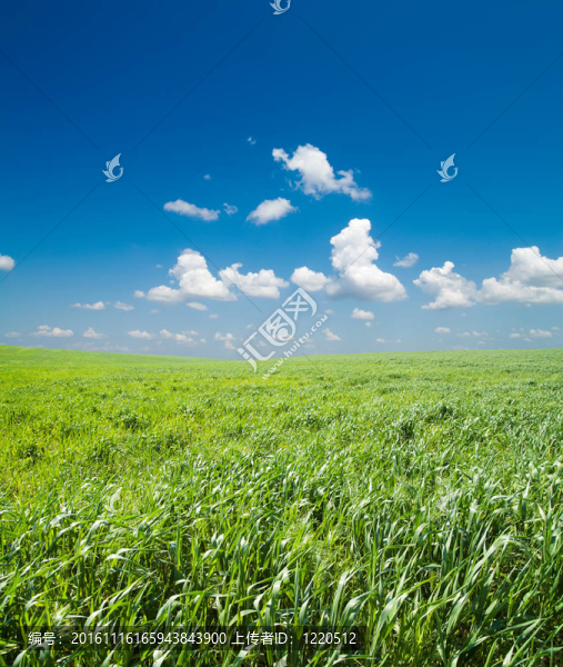碧綠的草地和深藍(lán)色的天空