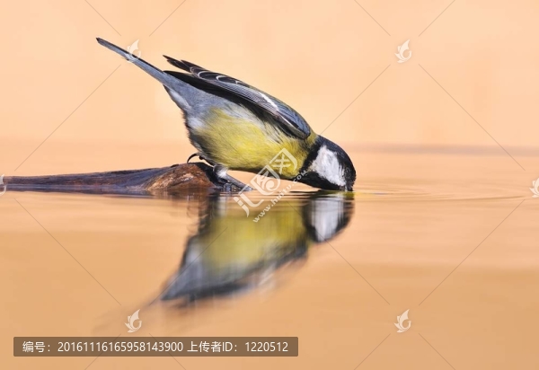 饑渴的鳥。