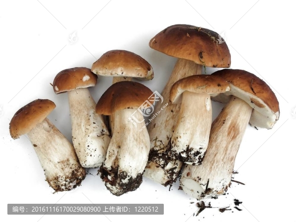 CEP；食用牛肝菌
