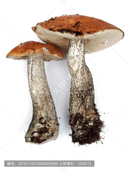 Leccinum橙黃蘑菇