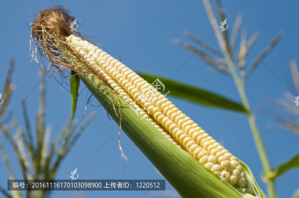 新鮮玉米帶棒